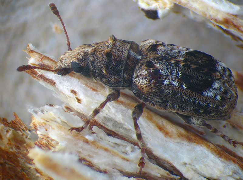 Anthribidae - Pseudeuparius sepicola